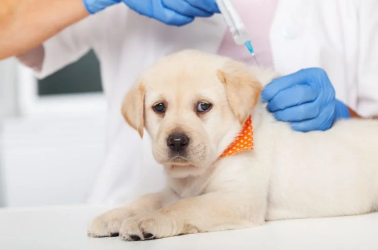Vaccination