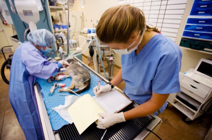 orthopedic & soft tissue surgeries